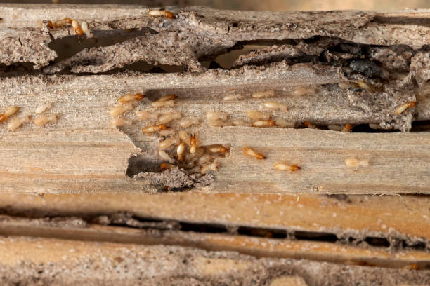 Wildlife Control Services in Wadsworth, OH